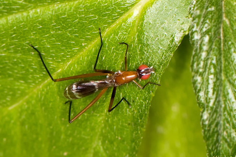 Stilt-legged Fly (Metopochetus freyi) (Metopochetus freyi)